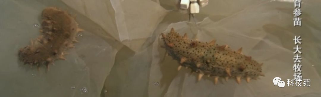 人工养殖海参多少钱一斤,海参几斤鲜品出一斤干品