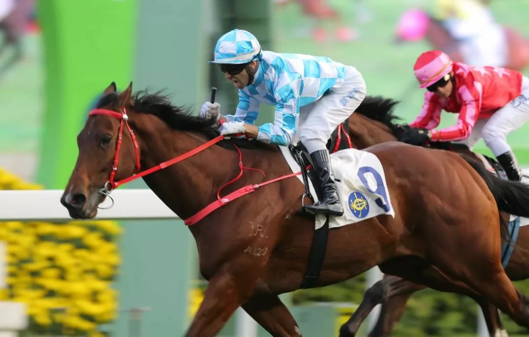 投注额达17.15亿港币，8万余马迷入场观赛！香港元旦赛马日再创新高