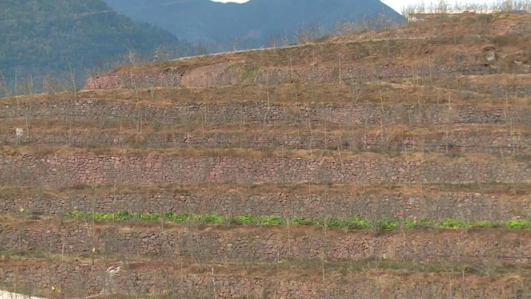 李勇在创业,汉源李勇