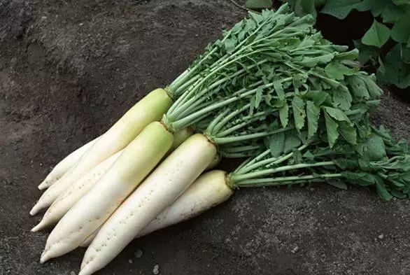 冬吃萝卜夏吃姜美容又养颜,冬吃萝卜夏吃姜指的是什么萝卜