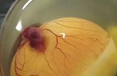 这7种鸡蛋千万不要买,这九种鸡蛋千万不要吃