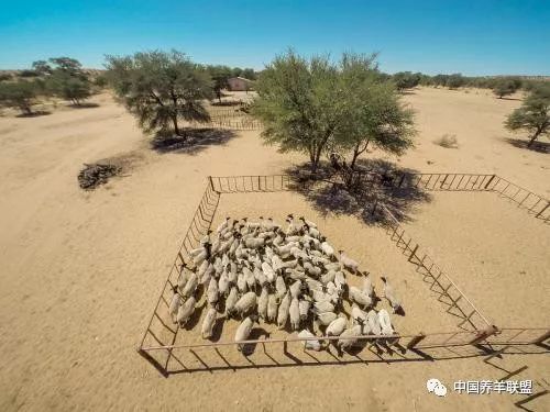 养羊三字经口诀,养羊技术顺口溜句句都实用