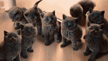 萌翻了！网友亲测猫趴在地上可以有多扁！原来猫的真实形态是液体的…