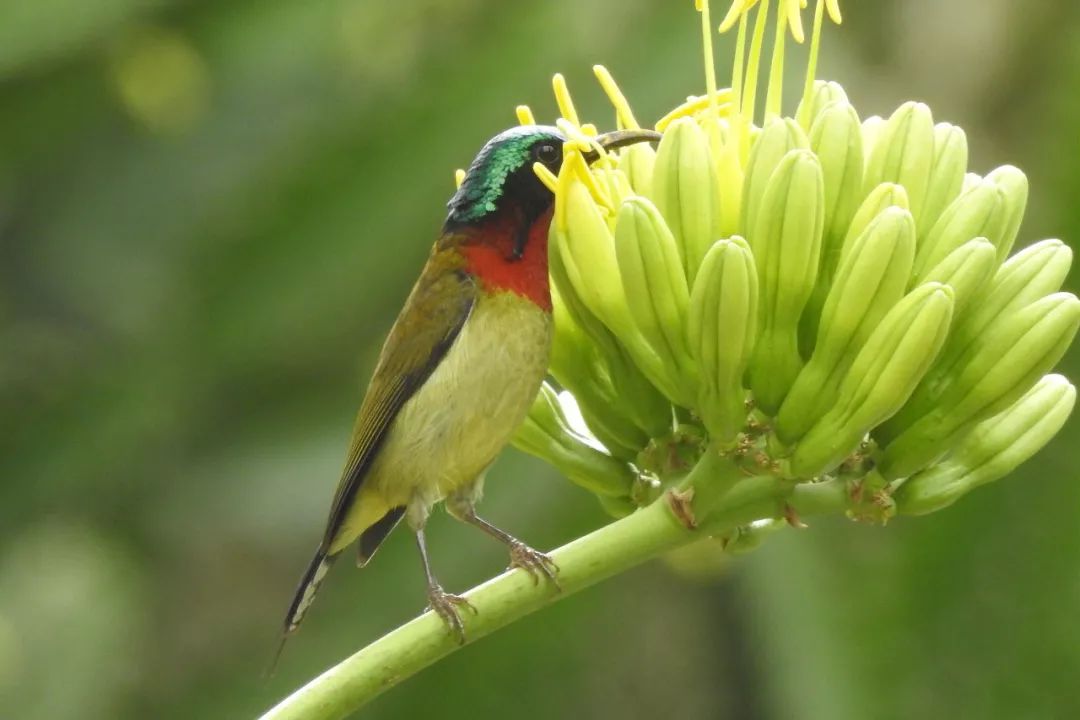华南植物园吉祥花图片,华南植物园禾雀花观赏时间