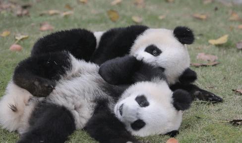 上海年卡景点,上海旅游年卡景点一览表