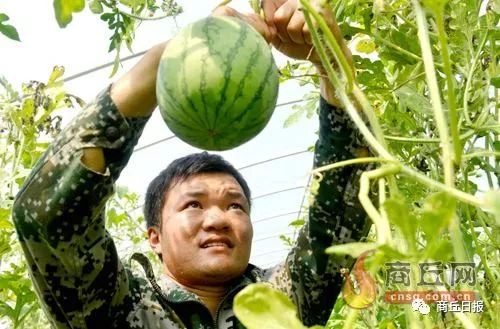 商丘八大农产品,商丘八大农产品图片