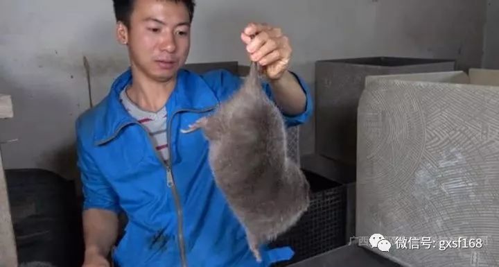 在农村养殖竹鼠有发展前途吗,在家养竹鼠有什么前景