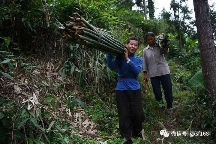 在农村养殖竹鼠有发展前途吗,在家养竹鼠有什么前景