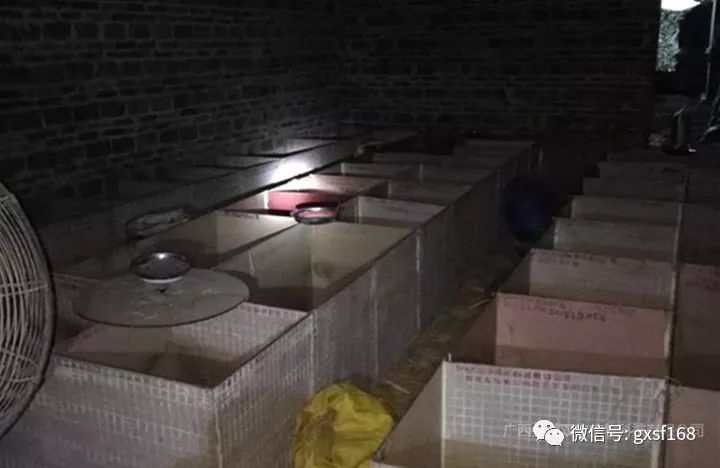 在农村养殖竹鼠有发展前途吗,在家养竹鼠有什么前景