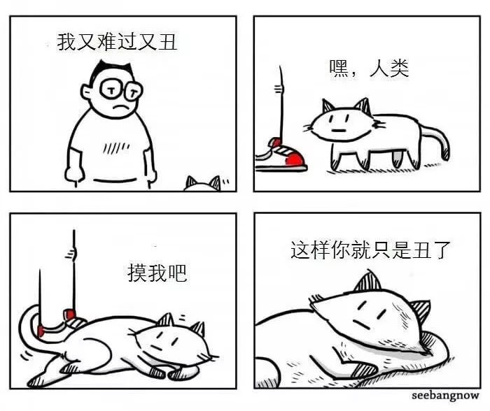 你为什么要养猫呀,你为什么要养猫