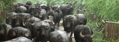 北奶南调运费高，水牛改行去产奶！