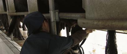 北奶南调运费高，水牛改行去产奶！