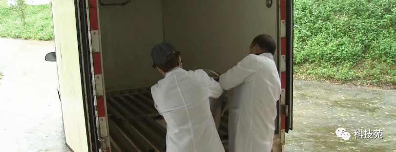 北奶南调运费高，水牛改行去产奶！