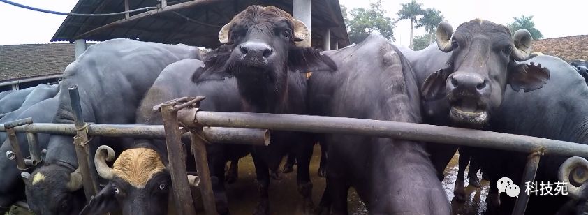 北奶南调运费高，水牛改行去产奶！