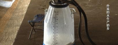 北奶南调运费高，水牛改行去产奶！