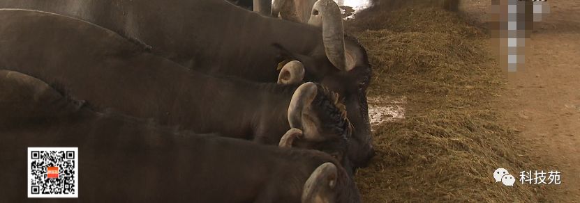 北奶南调运费高，水牛改行去产奶！