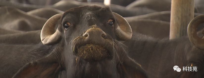 北奶南调运费高，水牛改行去产奶！