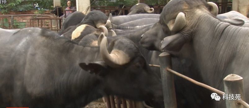 北奶南调运费高，水牛改行去产奶！