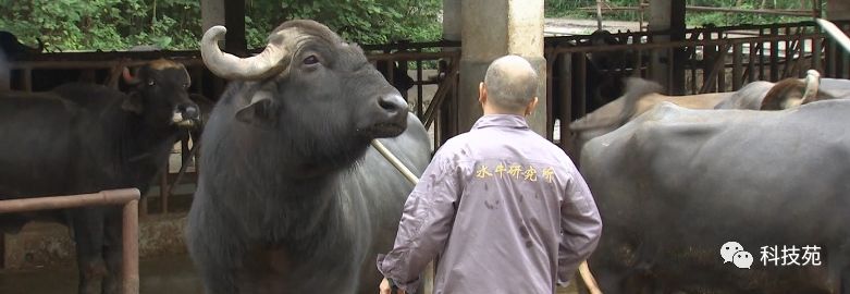 北奶南调运费高，水牛改行去产奶！