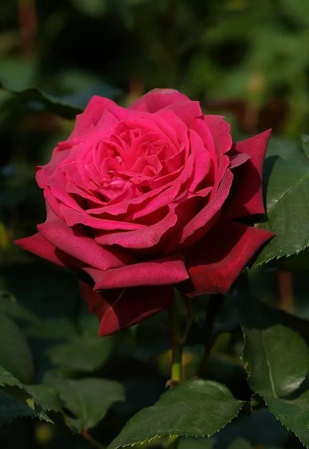 日本大师金奖盆栽,日本月季盆景大师