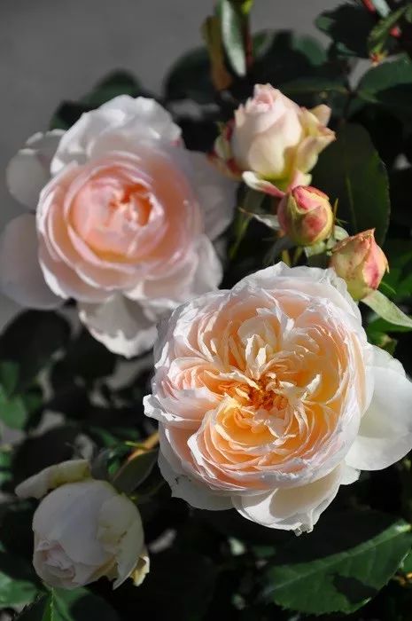 日本大师金奖盆栽,日本月季盆景大师