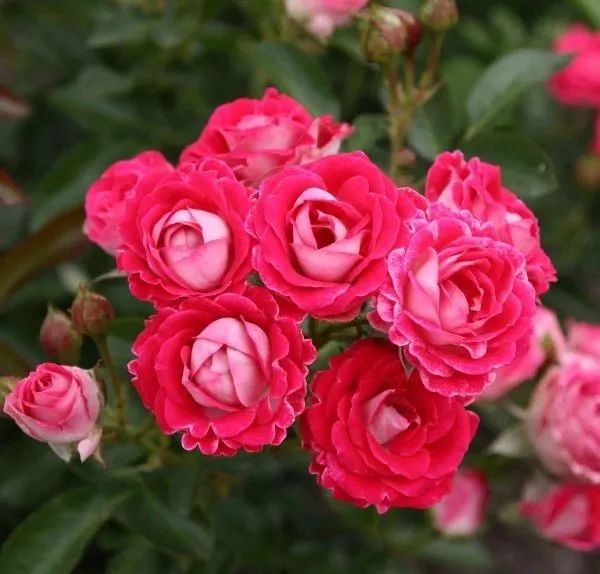 日本大师金奖盆栽,日本月季盆景大师