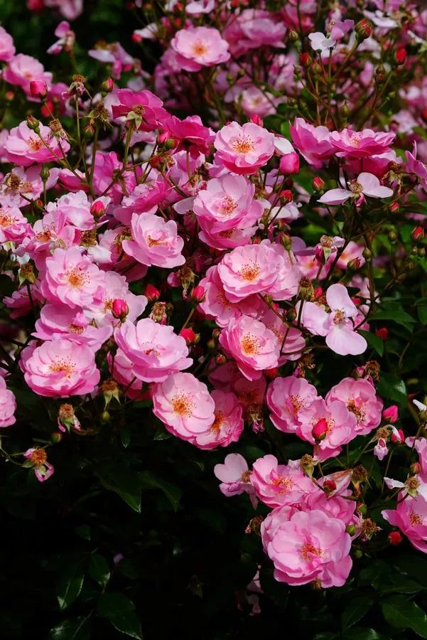 日本大师金奖盆栽,日本月季盆景大师