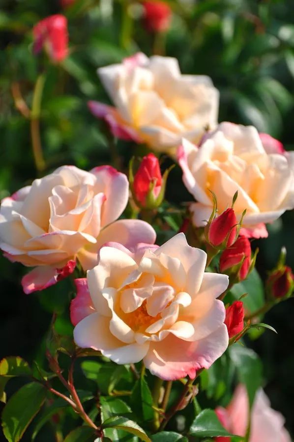 日本大师金奖盆栽,日本月季盆景大师