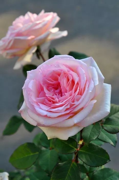 日本大师金奖盆栽,日本月季盆景大师