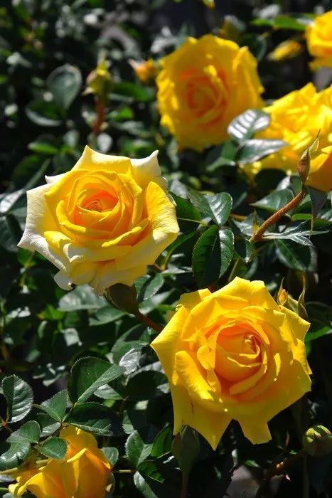 日本大师金奖盆栽,日本月季盆景大师