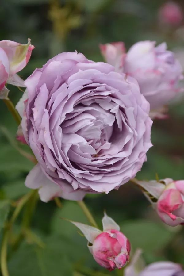 日本大师金奖盆栽,日本月季盆景大师