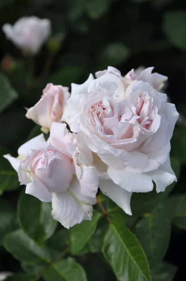 日本大师金奖盆栽,日本月季盆景大师