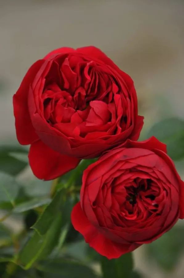 日本大师金奖盆栽,日本月季盆景大师