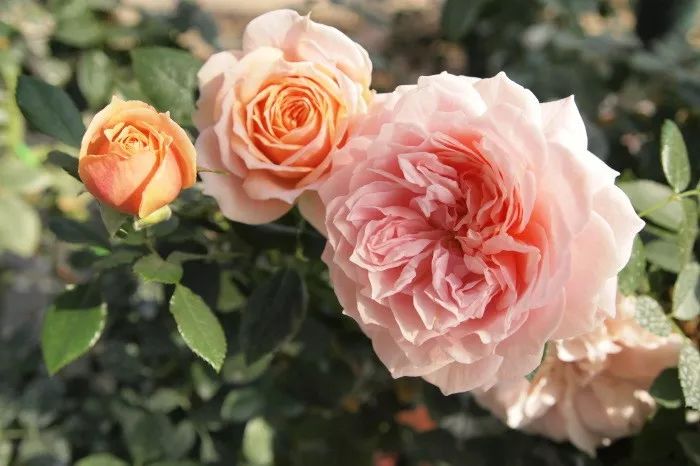 日本大师金奖盆栽,日本月季盆景大师