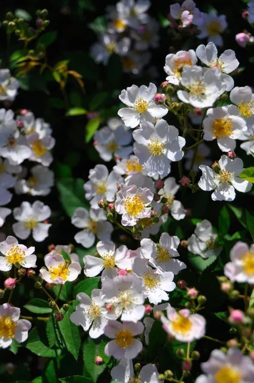 日本大师金奖盆栽,日本月季盆景大师