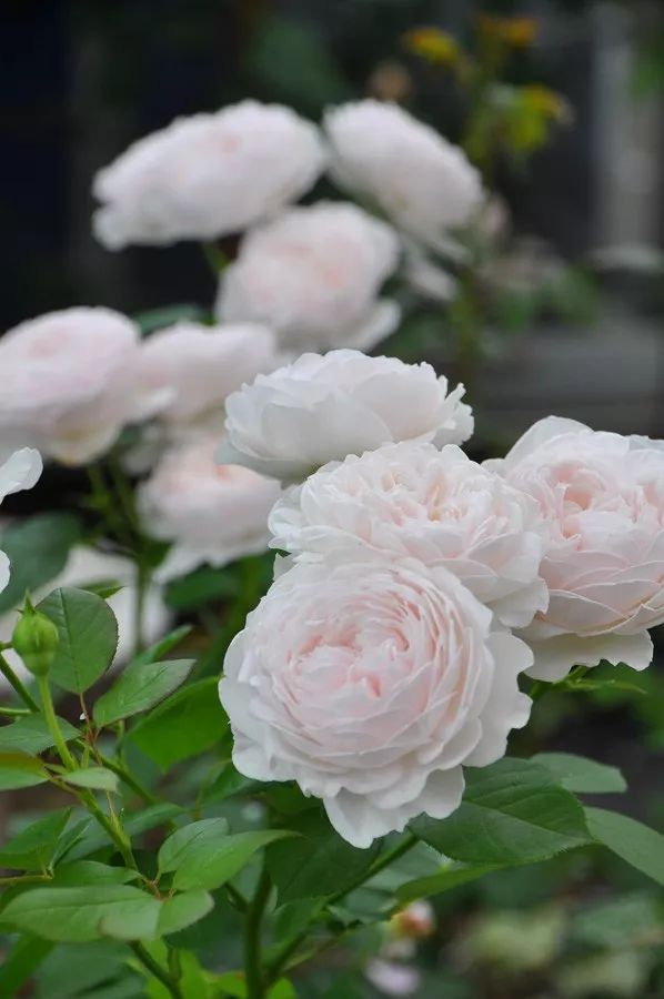 日本大师金奖盆栽,日本月季盆景大师