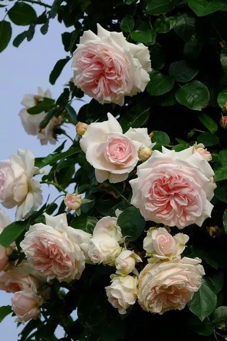 日本大师金奖盆栽,日本月季盆景大师