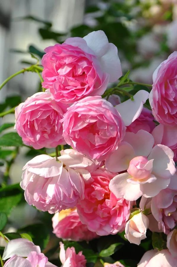 日本大师金奖盆栽,日本月季盆景大师