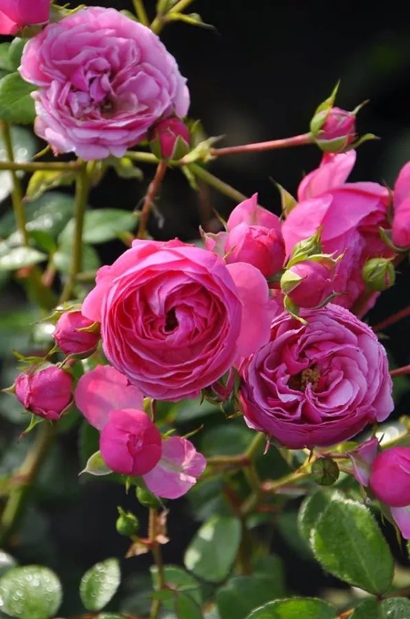 日本大师金奖盆栽,日本月季盆景大师