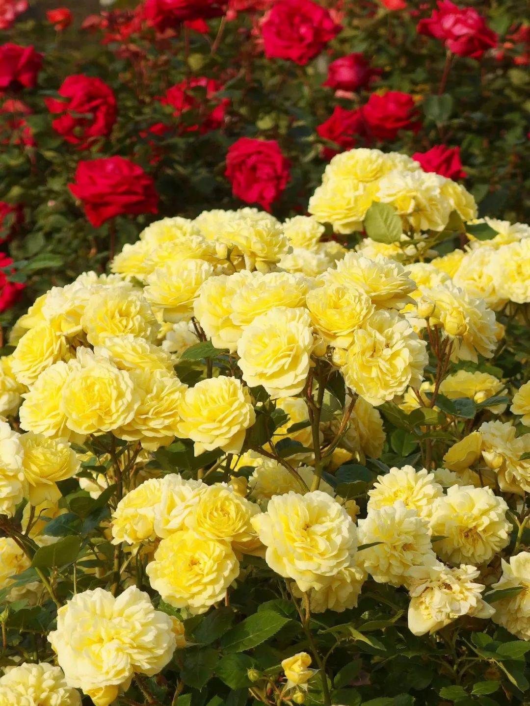 日本大师金奖盆栽,日本月季盆景大师