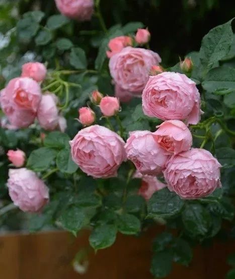 日本大师金奖盆栽,日本月季盆景大师