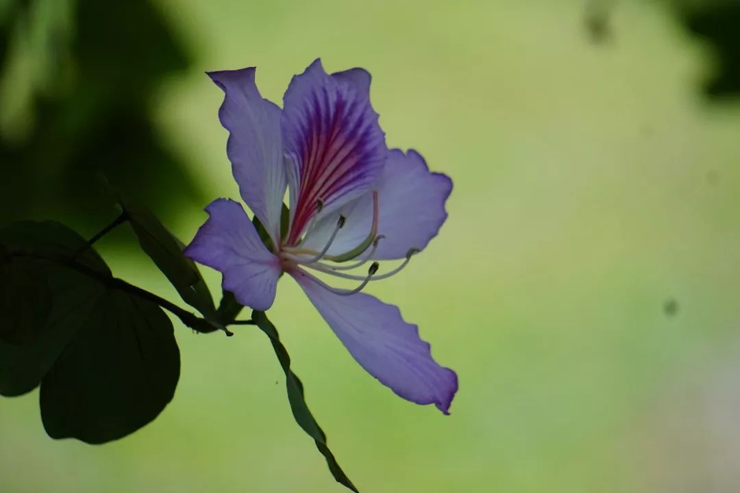华南植物园吉祥花图片,华南植物园禾雀花观赏时间