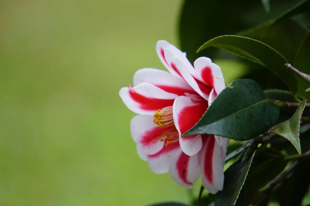 华南植物园吉祥花图片,华南植物园禾雀花观赏时间