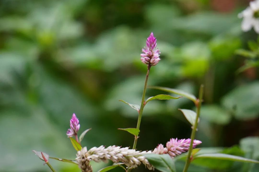 华南植物园吉祥花图片,华南植物园禾雀花观赏时间