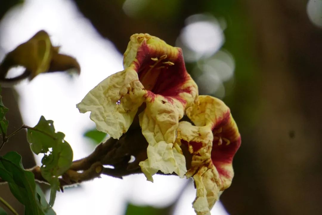 华南植物园吉祥花图片,华南植物园禾雀花观赏时间