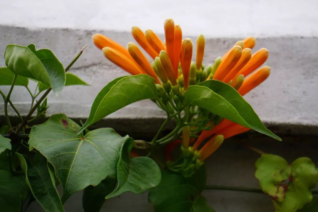 华南植物园吉祥花图片,华南植物园禾雀花观赏时间