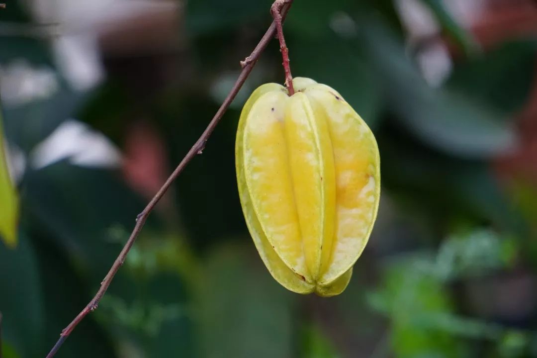 华南植物园吉祥花图片,华南植物园禾雀花观赏时间