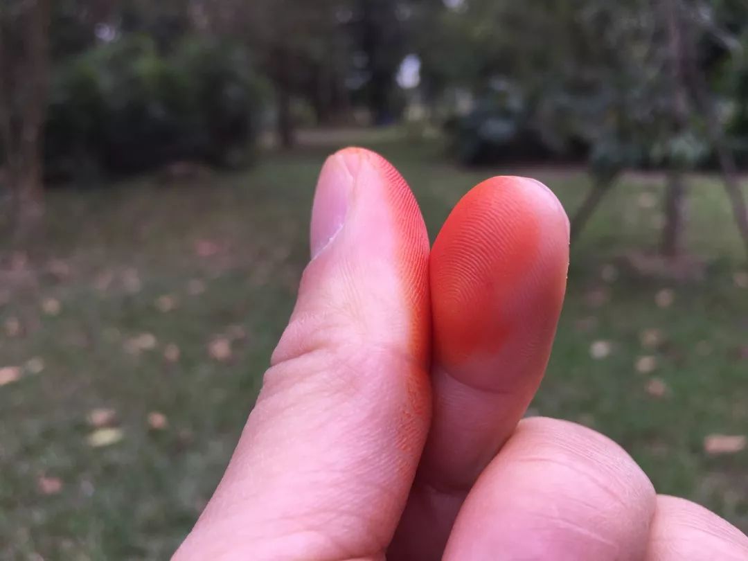 华南植物园吉祥花图片,华南植物园禾雀花观赏时间