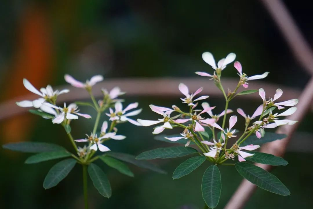 华南植物园吉祥花图片,华南植物园禾雀花观赏时间
