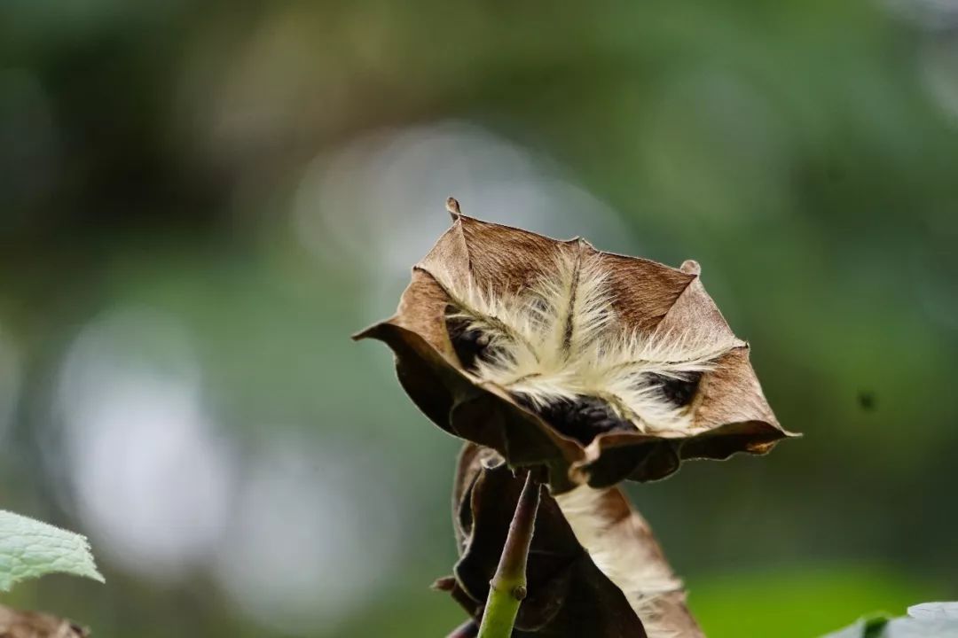 华南植物园吉祥花图片,华南植物园禾雀花观赏时间